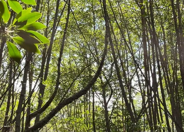 Mangrove Hut